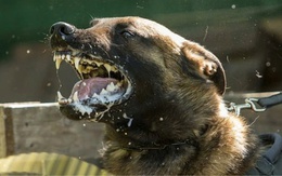 Hai người bị chó cắn, 15 con chó bị tiêu hủy ở ổ bệnh dại xã biên giới Ia Tơi