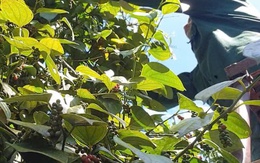 Giá hồ tiêu nội địa giảm nhẹ, giá thế giới diễn biến trái chiều