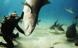 Vì sao cá mập 'đơ ra' khi bị lật ngửa bụng?