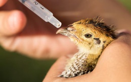 Có thật chim không thể nhiễm cúm?