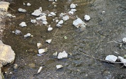 Mắt 10/10 mới thấy con rắn đang rình rập ở đâu?