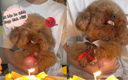 Cô chủ bất lực với thái độ của chú chó khi được tổ chức sinh nhật