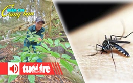 Điểm tin 8h: Cả ngàn gốc sâm Ngọc Linh hư hại do mưa lớn; Cảnh báo tăng ca mắc sốt xuất huyết