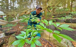 Thủ phủ sâm Ngọc Linh mưa lớn, cả ngàn gốc sâm hư hại