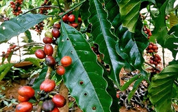 Giá cà phê đã tăng trở lại sau nhiều phiên giảm