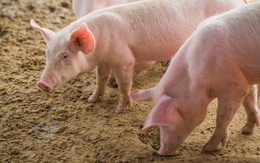 Boehringer Ingelheim giới thiệu giải pháp phòng vệ bệnh hô hấp hiệu quả trong chăn nuôi heo