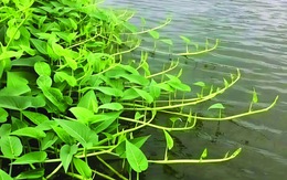 Rau muống ngày xưa...