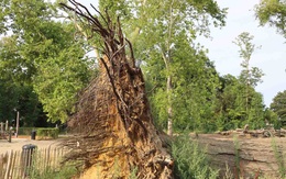 ‘Mạch ngầm sinh thái’ giúp cho những cánh rừng phát triển bền vững