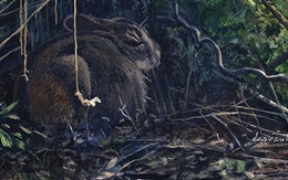 Đào Văn Hoàng:  Vào trong hoang dã, vẽ để kể về sự sống và mất mát