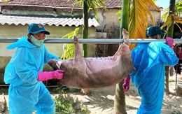 Hỗ trợ heo chết vì dịch tả: Nhiều xã ở Quảng Ngãi 'nóng ruột' chờ phân bổ kinh phí
