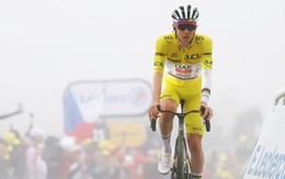 Tour de France rút ngắn chặng 19 vì... dịch bệnh trên bò