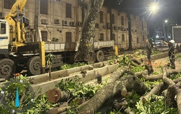 Hà Nội chặt hạ, dịch chuyển cây xanh ở đường Hùng Vương để mở rộng quảng trường Ba Đình