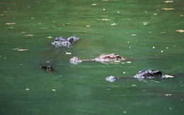 Cà Mau đang truy tìm 1 con cá sấu xuất hiện dưới kênh Hội