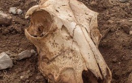 Thực hư thông tin nông dân Mỹ phát hiện xương kỳ lân ở bang Iowa