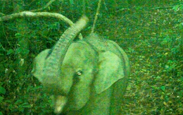 Phát hiện thêm voi con trong khu bảo tồn ở Đà Nẵng qua bẫy ảnh