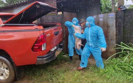 Lâm Đồng tiêu hủy đàn heo hơn 200 con nhiễm dịch tả heo châu Phi