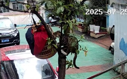 Mèo leo cây bắt gọn chim trong lồng