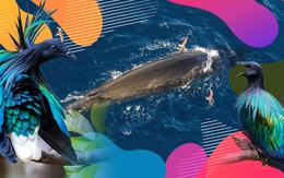 Cá voi, bồ câu nicobar và cái dở của ngành du lịch