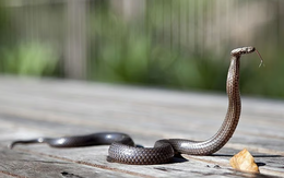 Bé 1 tuổi ở Ấn Độ cắn chết rắn hổ mang