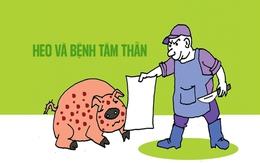 Chú heo và bệnh tâm thần