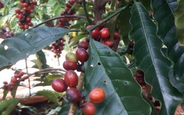 Giá cà phê tiếp tục khởi sắc