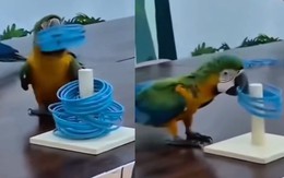 Chú vẹt ăn gian siêu hài hước