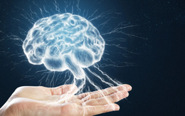 Đột phá: Nuôi cấy thành công não người thu nhỏ