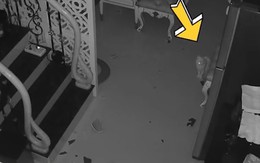 Cả nhà hú hồn chim én vì chú mèo 'báo thủ'