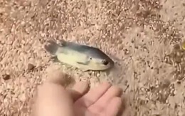 Cá rô 5 lần 7 lượt nhảy lên bờ khi bị chàng trai hất xuống ao