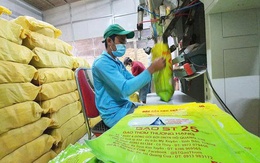 Lấy cám từ gạo ST25 làm mỹ phẩm