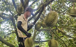 Giá sầu riêng tăng nhẹ sau thông tin tích cực từ thị trường Trung Quốc