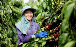 Việt Nam lên kế hoạch làm ít nhất 15 mô hình sản xuất nông nghiệp giảm phát thải