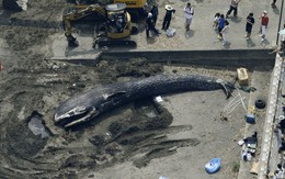 Cá voi dạt vào bờ hàng loạt sau động đất gây cảnh báo sóng thần là 'dấu hiệu trời báo'?
