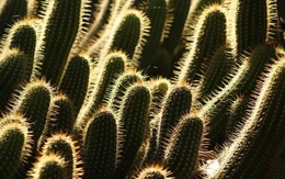 Thử tài tinh mắt: Con mèo lẩn trốn ở đâu?