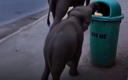 Thực hư video 'voi con nhặt lon bỏ vào thùng rác'