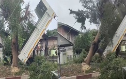 Màn hạ cây cổ thụ bằng xe ben đi vào lòng đất