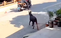 Chú chó bị sen mắng vì thấy của rơi nhanh chân tha về nhà