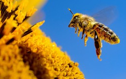 Sự thật về thiết bị điều khiển não động vật của Trung Quốc