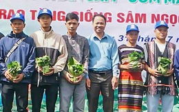 Tặng hơn 7.000 cây sâm Ngọc Linh giống cho hộ nghèo ở Đà Nẵng