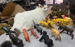 Ảnh vui 5-7: Chúa tể muôn loài, chủ vựa sầu riêng, hoàng thượng...