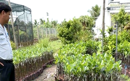 Vụ kiểm tra cơ sở cây giống gây xôn xao: Phạt chủ cơ sở hơn 3,7 triệu đồng