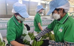 Hoàng Anh Gia Lai chậm trả lãi trái phiếu, sắp có hơn 1.000 tỉ thu nhập bất thường