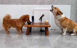 Hai chú chó song ca siêu ngầu