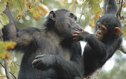 Bất ngờ bí quyết nuôi con của tinh tinh: Nhập 'hội chị em'