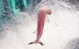 Bắt cá khoai ở biển Cà Mau