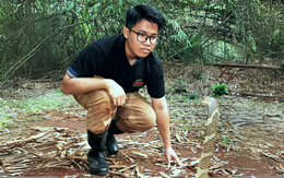Giải cứu rắn tại TP.HCM: Những người trẻ bảo vệ bò sát hoang dã