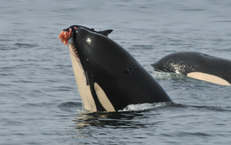 Lạ lùng cá voi sát thủ tặng cá cho người