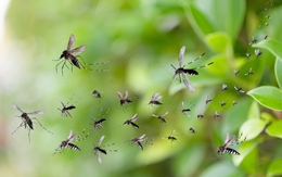 Lấy muỗi trị muỗi