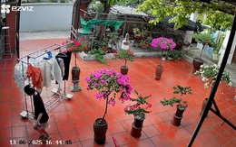 Vỡ chậu cây liên tục: Cái sân hay chủ nhà bất ổn?