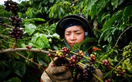 Giá cà phê biến động trái chiều, nông dân lăn tăn giữa bán và giữ hàng